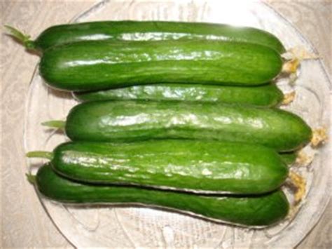 Free ship Organic Persian Cucumber seeds(30) guarantee grow-