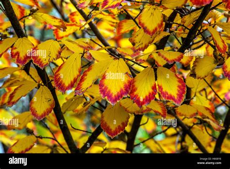 Witch-hazel tree autumn leaves, colouring plant leaves Stock Photo - Alamy