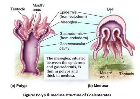 Coelenterata is all about beauty of nature. LetÃ¢â‚¬â„¢s study; where they stand biologically ...