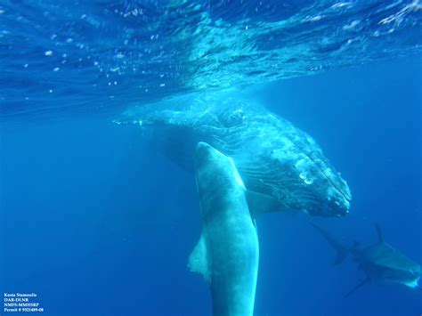 Humpback Whale Shark Attack Caught on Camera