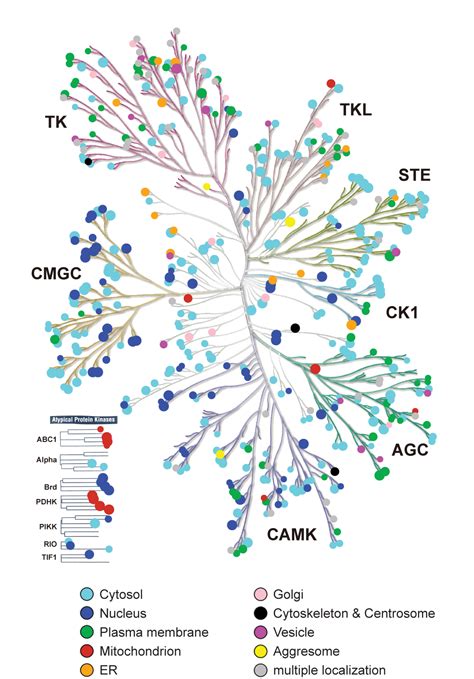 Datasets - Cell Image Library