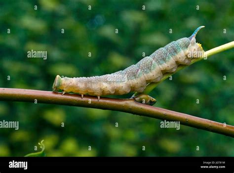 Lime Hawk Moth Caterpillar Stock Photo - Alamy