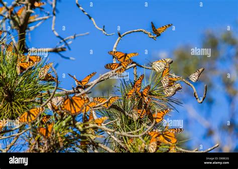 Monarch Butterflies, Monarch Grove, Pismo Beach California Stock Photo ...