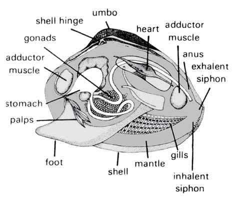 Geoduck Anatomy - Anatomy Drawing Diagram