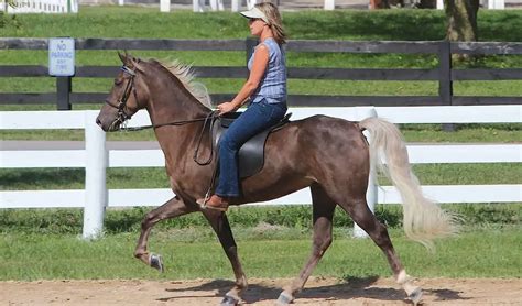 Built For Comfort: The 15 Best Gaited Horse Breeds – Horse FactBook