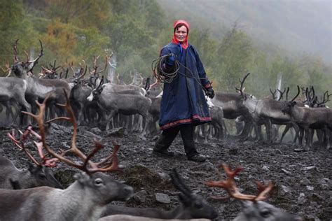 The Sami People of Arctic Norway herding their reindeer during the Autumn migration. © Abbie ...