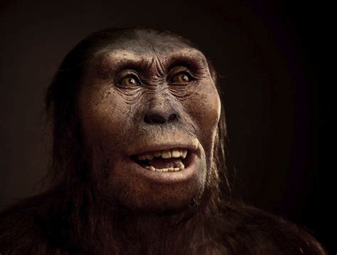 Lucy, our famous hominid ancestor, likely died falling from a tree