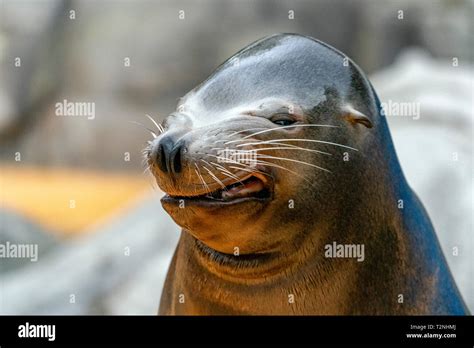 Sea lion seal funny face close up Stock Photo - Alamy