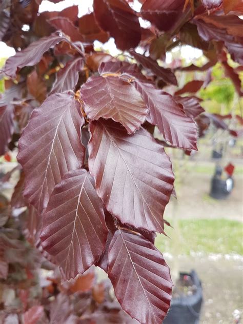 Fagus sylvatica 'Purpurea' - Little Big Tree Company Christchurch New Zealand