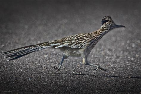 Feather Tailed Stories: Greater Roadrunner