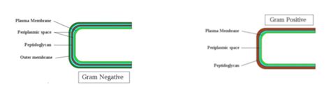 Answered: what is the periplasmic space and what… | bartleby