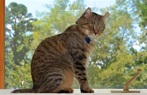 Highlander (cat) - Information, Health, Pictures & Training Pet Paw