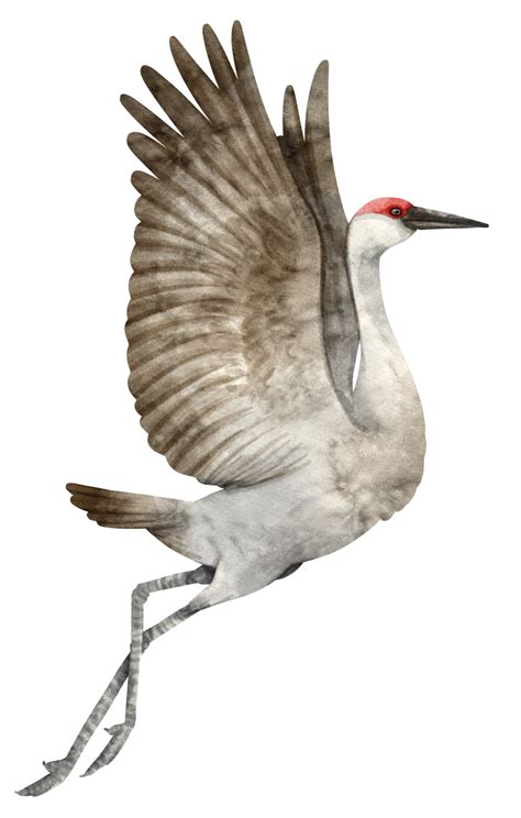 Crane Bird Crane Birds Animal Png Transparent Clipart - vrogue.co