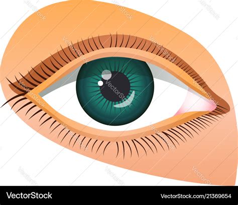 Human eye icon cartoon style Royalty Free Vector Image