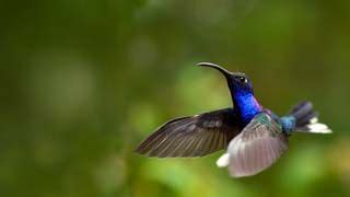 Bing Homepage Gallery | Hummingbird pictures, Beautiful birds ...