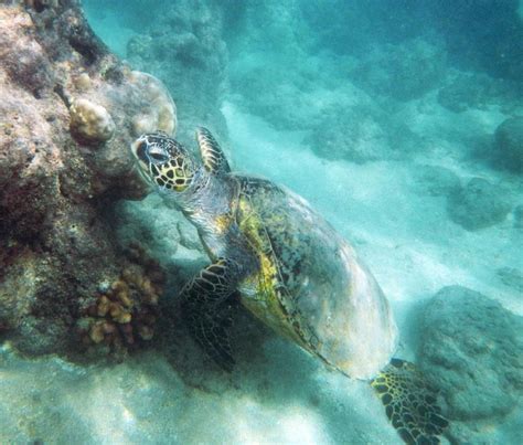 Sea turtle @ Hanauma Bay Oahu,Hawaii | Turtle, Hanauma bay, Sea turtle