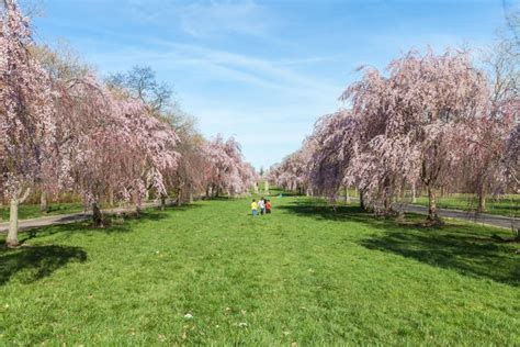 Sakura Sunday: Spend a day beneath cherry blossoms, celebrating ...