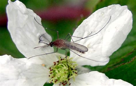 Aedes communis: The Pollinating Mosquito