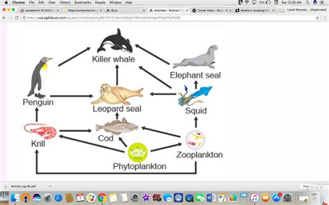 Ocean Food Web