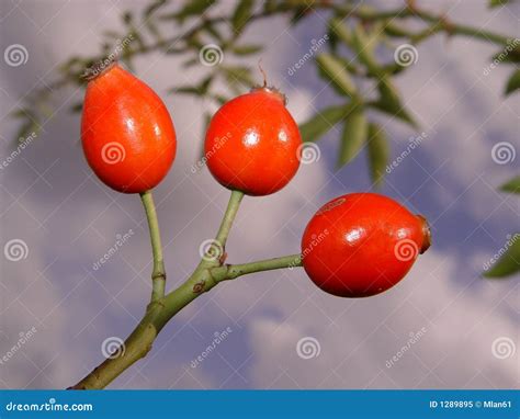 Briar stock image. Image of mountain, leaves, light, berries - 1289895