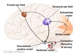 Saccades and Pursuits - Insight Vision Center Optometry