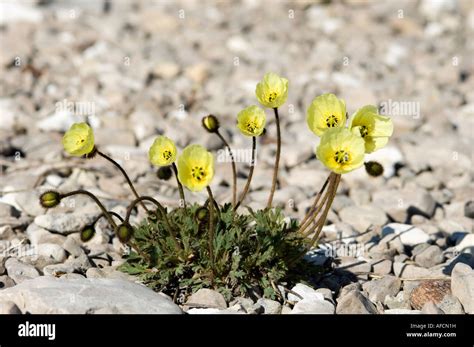 Arctic poppies growing on Baffin Island, Nunavut, Canada Stock Photo - Alamy