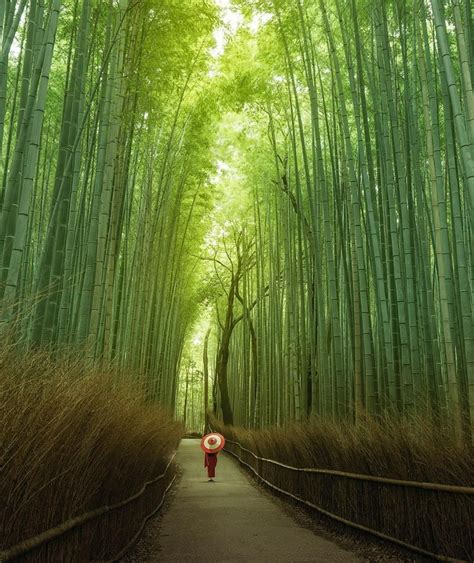 Bamboo in Kyoto : pics