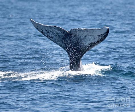 Beautiful Fluke of a Gray whale Photograph by Loriannah Hespe