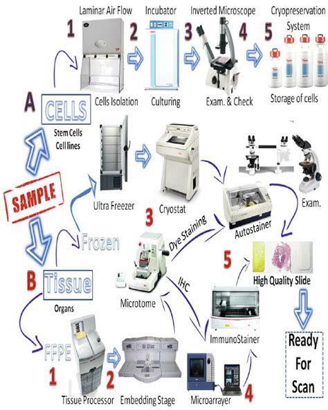 Pathology Lab Process | Download Scientific Diagram