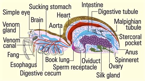 Dissecting the Anatomy of a Wolf Spider: A Comprehensive Guide