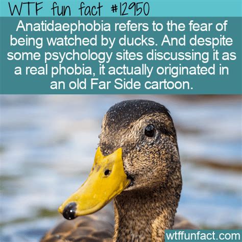 WTF Fun Fact 12950 - Anatidaephobia