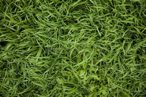 Grass pattern stock image. Image of gree, botanic, grass - 16506285