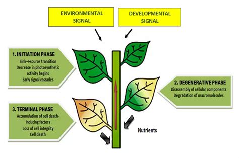 Leaf senescence and its regulation with phytohormones and essential ...