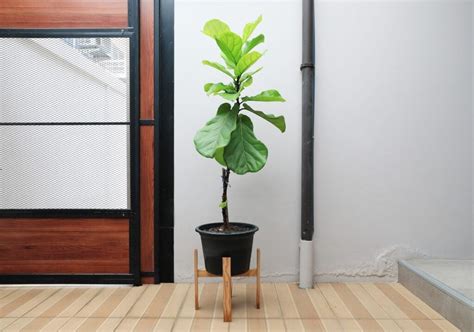 Growing A Fig Tree Indoors: How To Grow A Healthy Indoor Fig - Minneopa ...