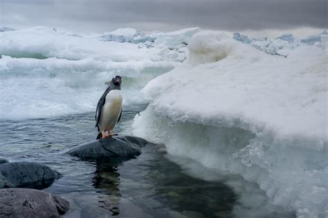 Antarctica registers hottest temperature ever at nearly 65 degrees Fahrenheit - DailyAha