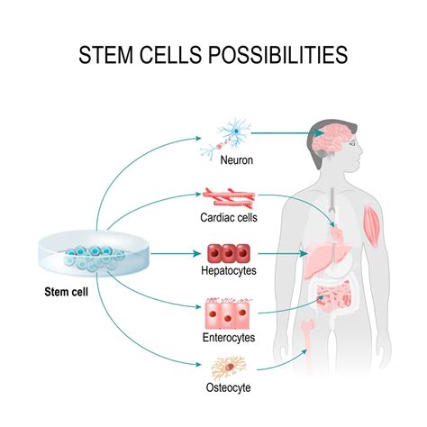 Can Stem Cells Help Rejuvenate Brain Cells and Tissue?