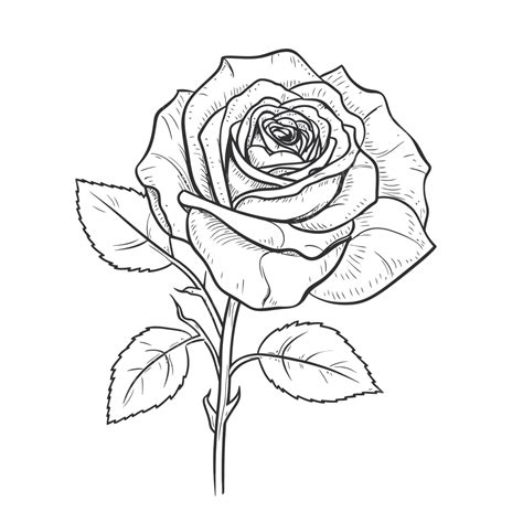 Coloring Rose Drawing Illustration Outline Sketch Vector, Rose Drawing ...