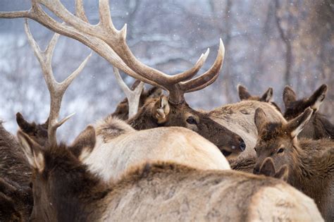 DeVos Photo Wildlife | Wildlife, Herding, Wapiti