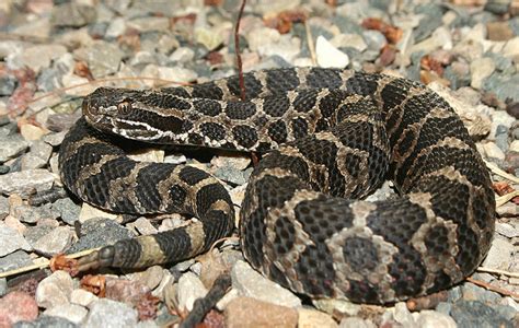 Eastern Massasauga Rattlesnake Dangerous Death ~ planetanimalzone