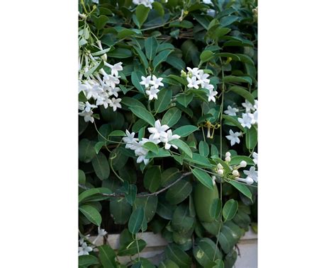 Bringing Fragrance Indoors: A Guide to Growing Jasmine Plants in Your ...