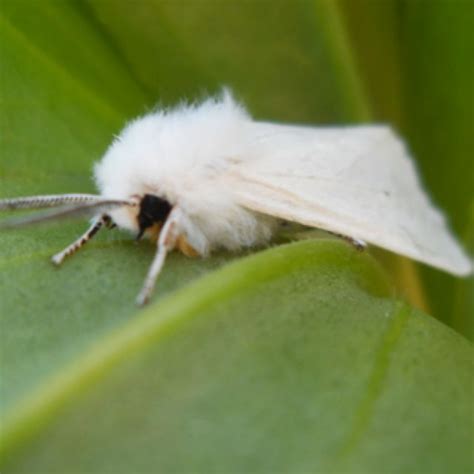 Yellow Wooly Bear Moth | Poodle moth, Moth, Cool insects