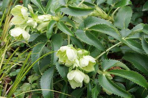 Helleborus argutifolius