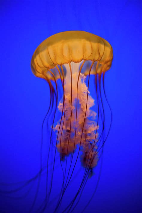 Sea Nettle Jellyfish Chrysaora by Patrick Strattner