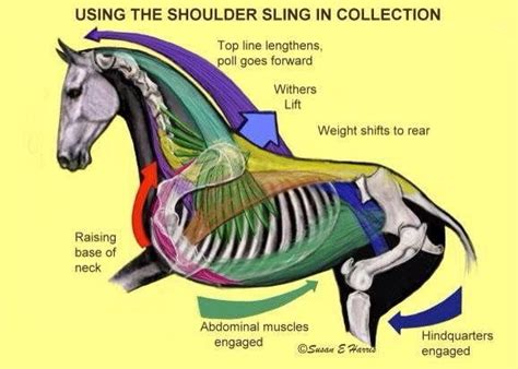 Collection | Horse anatomy, Dressage horses, Reining horses