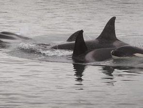 Orca pod goes hunting in harbour | WeatherWatch - New Zealand's Weather ...