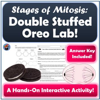 Stages of Mitosis Lab Activity: Double Stuffed Oreo! | TpT