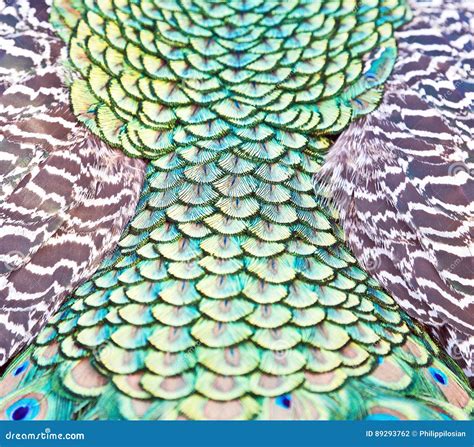 Indian Peacock Feathers stock photo. Image of iridescent - 89293762