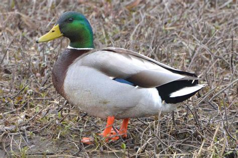 Female And Male Mallard Duck