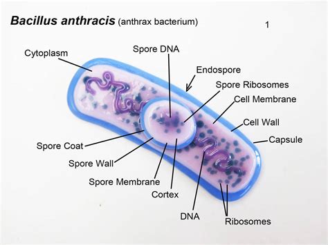 Bacillus anthracis (Anthrax) - Microbiology Laboratory Turkey