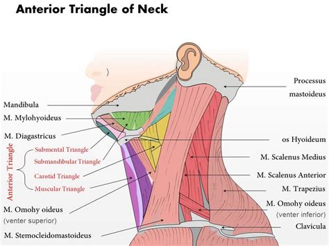 0514 Anterior Triangle Of neck Medical Images For PowerPoint | PPT Images Gallery | PowerPoint ...